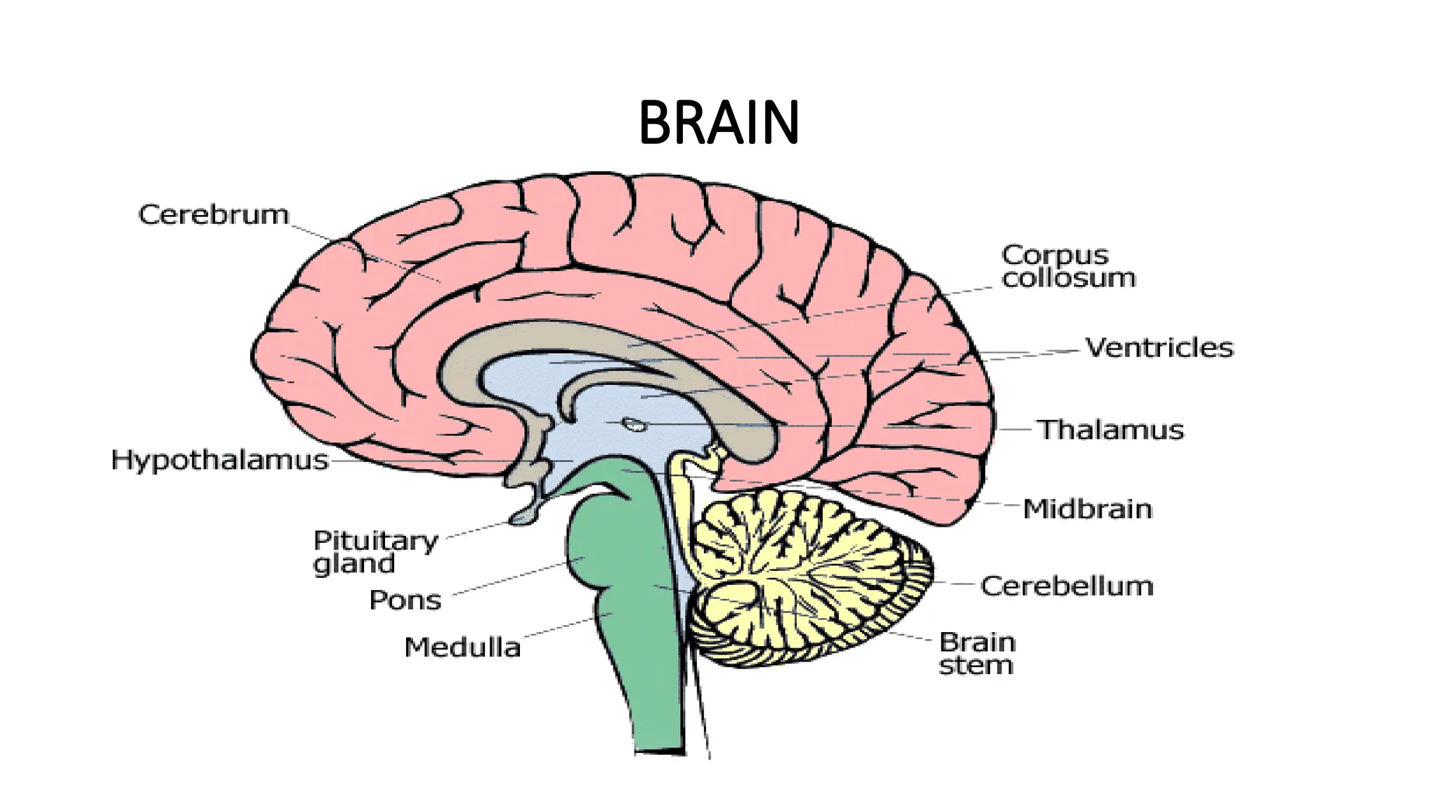 BRAIN
 