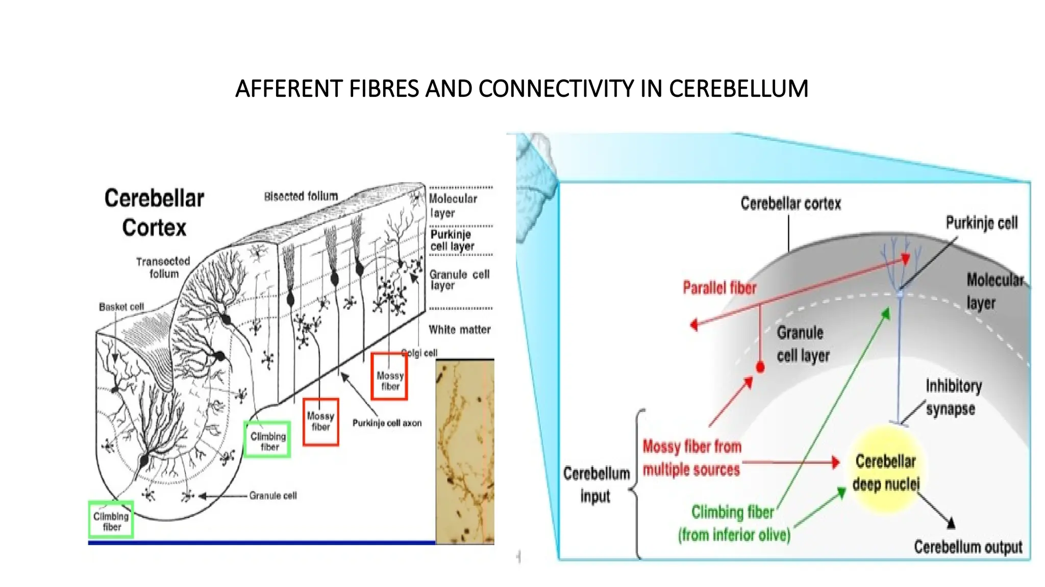 AFFERENT FIBRES AND CONNECTIVITY IN CEREBELLUM
 