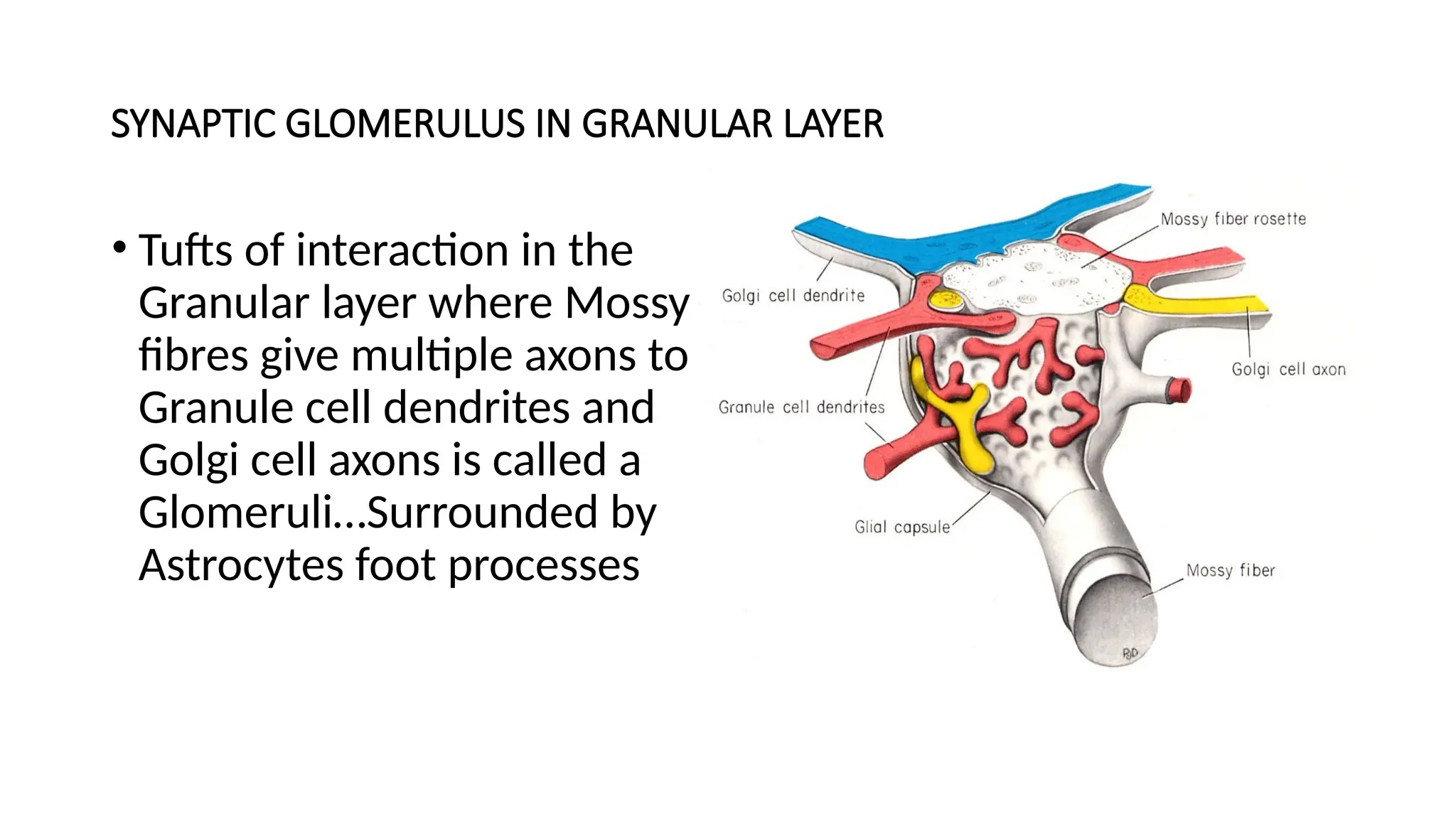 SYNAPTIC GLOMERULUS IN GRANULAR LAYER
• Tufts of interaction in the
Granular layer where Mossy
fibres give multiple axons to
Granule cell dendrites and
Golgi cell axons is called a
Glomeruli…Surrounded by
Astrocytes foot processes
 