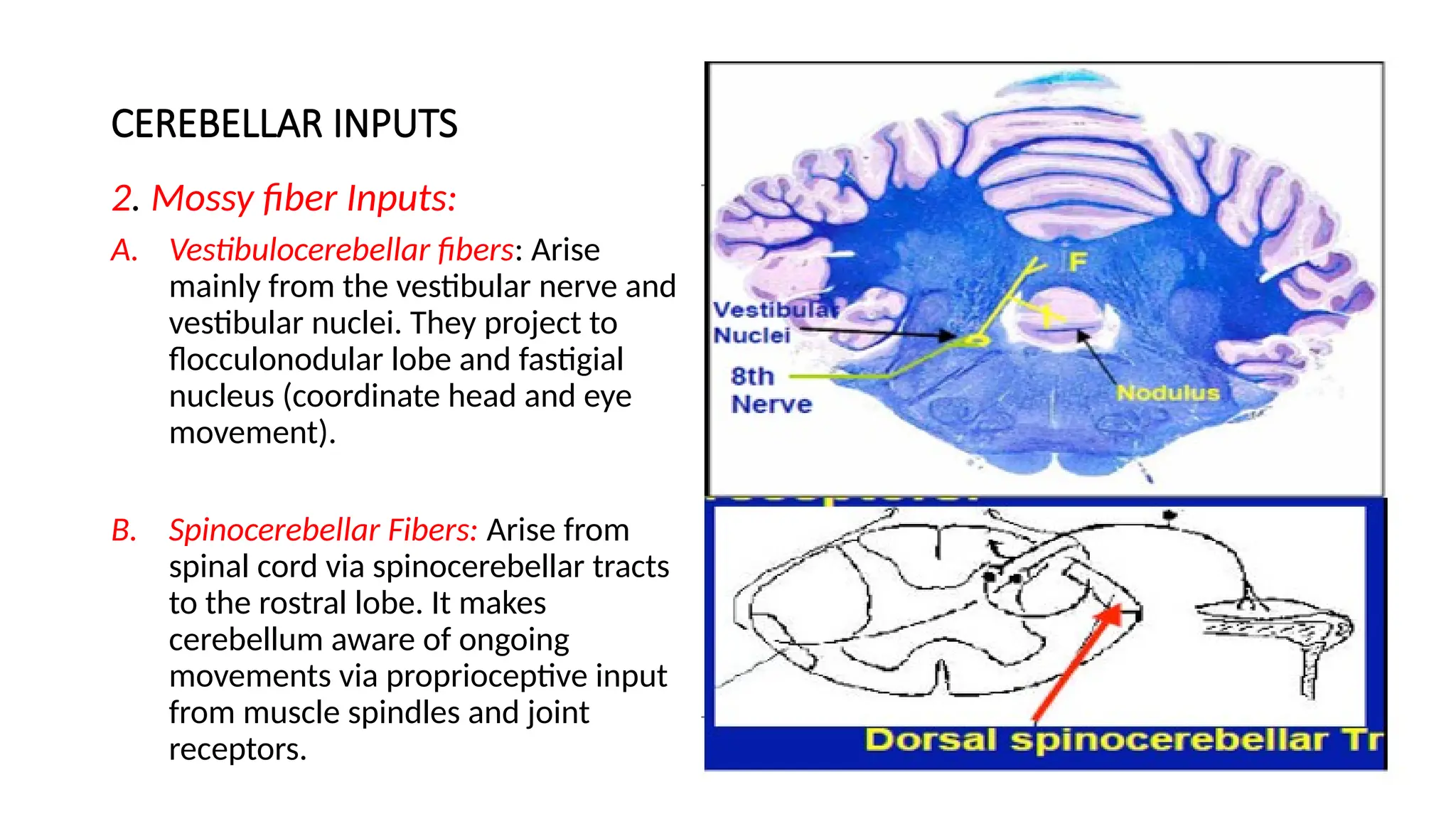 CEREBELLAR INPUTS
2. Mossy fiber Inputs:
A. Vestibulocerebellar fibers: Arise
mainly from the vestibular nerve and
vestibular nuclei. They project to
flocculonodular lobe and fastigial
nucleus (coordinate head and eye
movement).
B. Spinocerebellar Fibers: Arise from
spinal cord via spinocerebellar tracts
to the rostral lobe. It makes
cerebellum aware of ongoing
movements via proprioceptive input
from muscle spindles and joint
receptors.
 