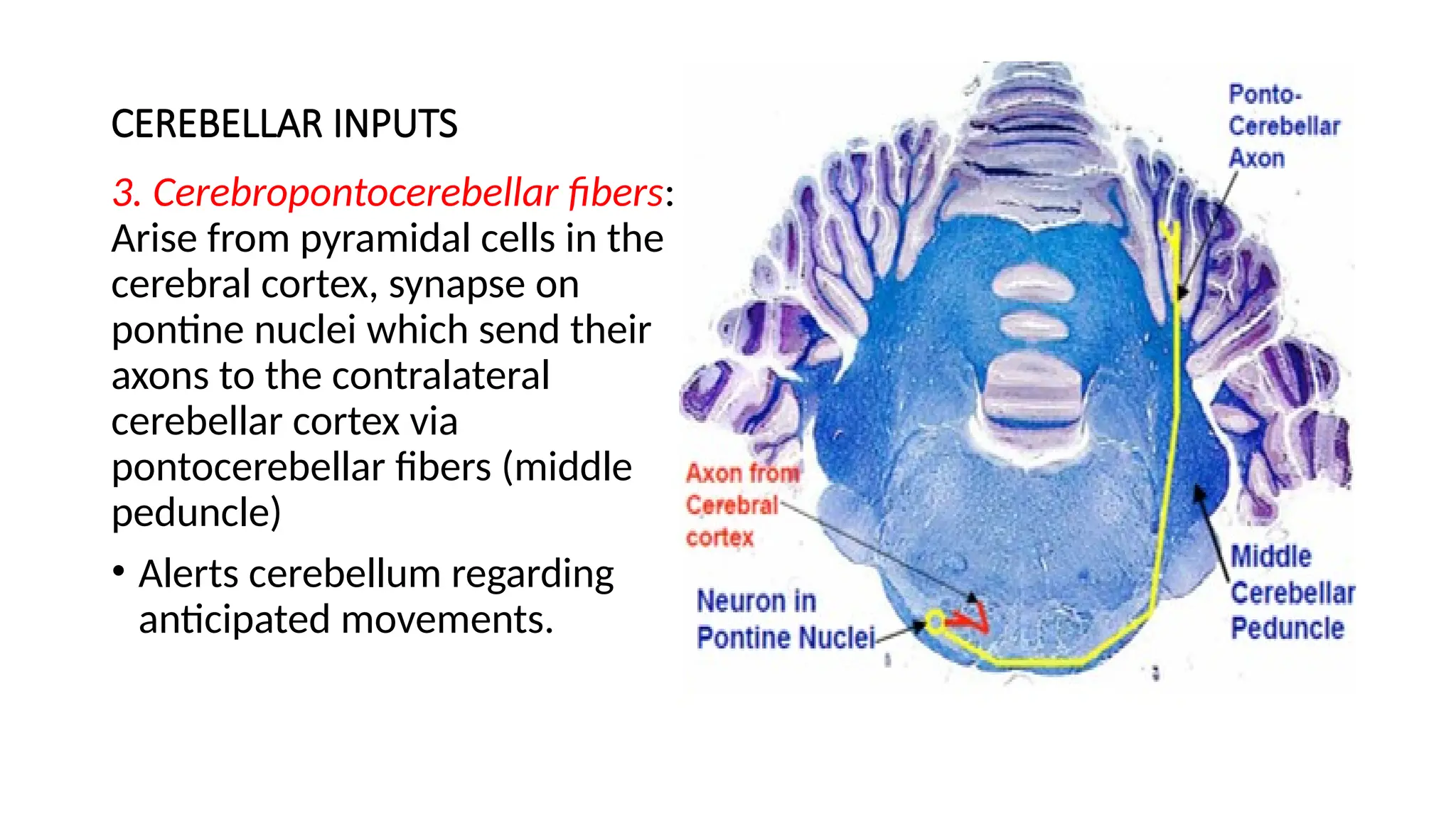 CEREBELLAR INPUTS
3. Cerebropontocerebellar fibers:
Arise from pyramidal cells in the
cerebral cortex, synapse on
pontine nuclei which send their
axons to the contralateral
cerebellar cortex via
pontocerebellar fibers (middle
peduncle)
• Alerts cerebellum regarding
anticipated movements.
 