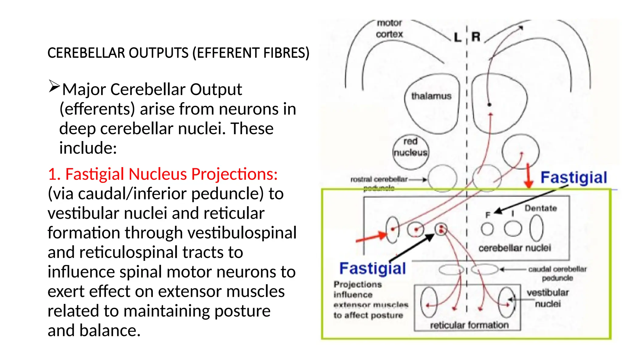 CEREBELLAR OUTPUTS (EFFERENT FIBRES)
Major Cerebellar Output
(efferents) arise from neurons in
deep cerebellar nuclei. These
include:
1. Fastigial Nucleus Projections:
(via caudal/inferior peduncle) to
vestibular nuclei and reticular
formation through vestibulospinal
and reticulospinal tracts to
influence spinal motor neurons to
exert effect on extensor muscles
related to maintaining posture
and balance.
 