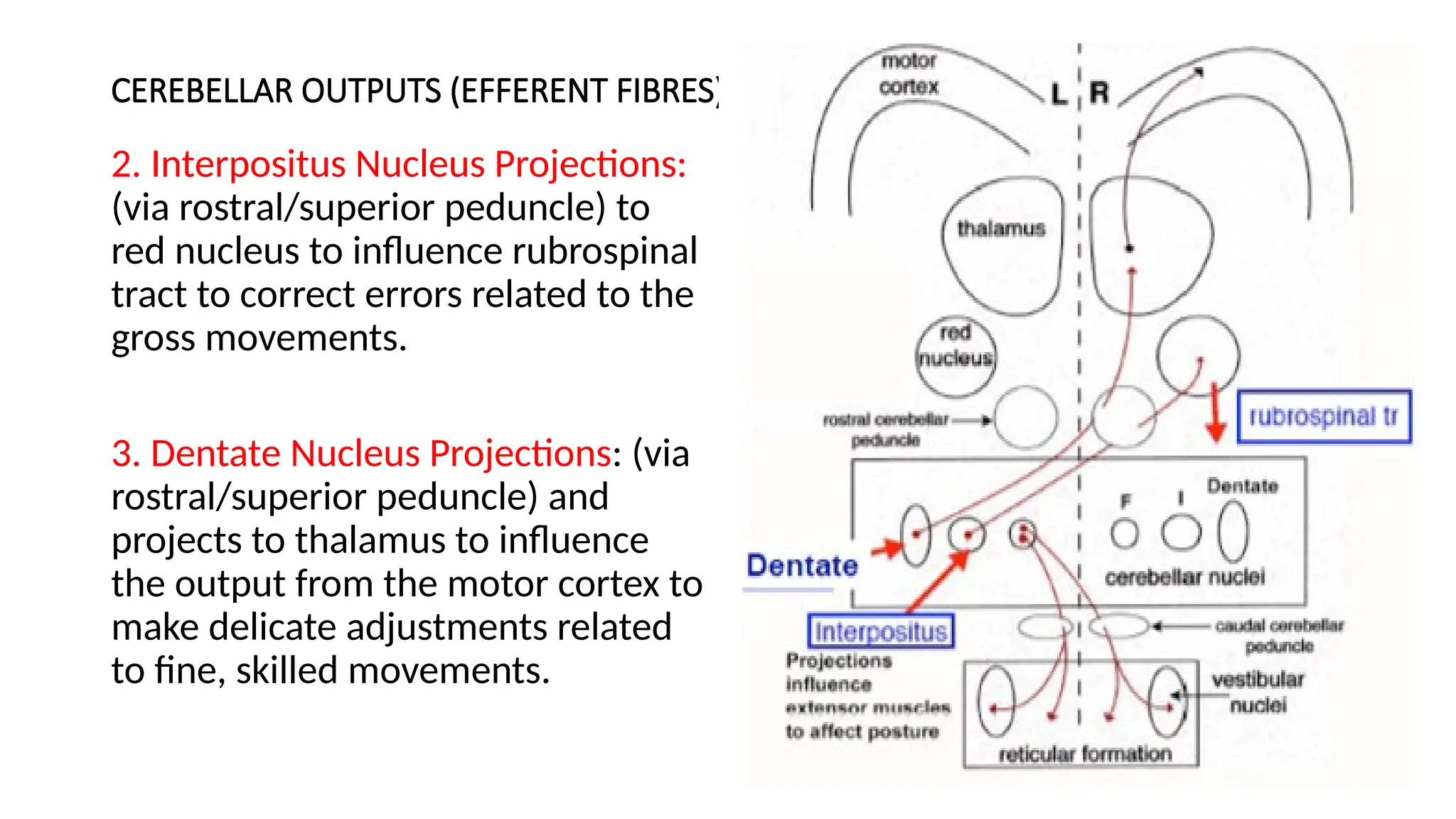 CEREBELLAR OUTPUTS (EFFERENT FIBRES)
2. Interpositus Nucleus Projections:
(via rostral/superior peduncle) to
red nucleus to influence rubrospinal
tract to correct errors related to the
gross movements.
3. Dentate Nucleus Projections: (via
rostral/superior peduncle) and
projects to thalamus to influence
the output from the motor cortex to
make delicate adjustments related
to fine, skilled movements.
 
