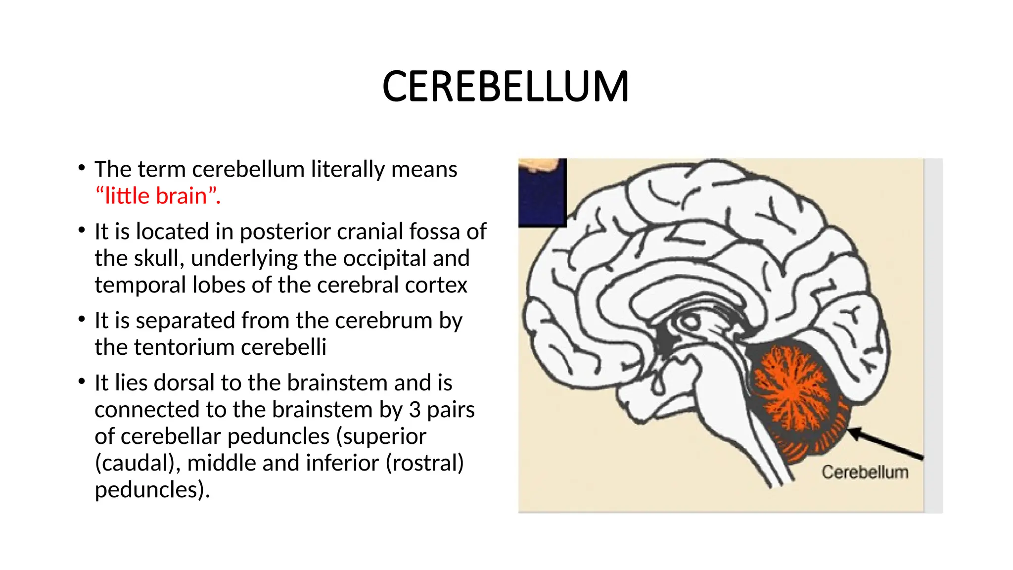 CEREBELLUM
• The term cerebellum literally means
“little brain”.
• It is located in posterior cranial fossa of
the skull, underlying the occipital and
temporal lobes of the cerebral cortex
• It is separated from the cerebrum by
the tentorium cerebelli
• It lies dorsal to the brainstem and is
connected to the brainstem by 3 pairs
of cerebellar peduncles (superior
(caudal), middle and inferior (rostral)
peduncles).
 