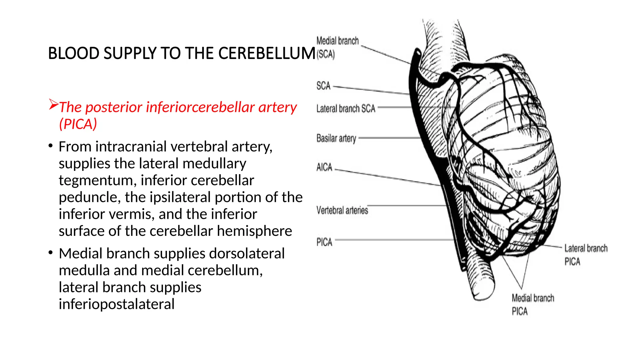 BLOOD SUPPLY TO THE CEREBELLUM
The posterior inferiorcerebellar artery
(PICA)
• From intracranial vertebral artery,
supplies the lateral medullary
tegmentum, inferior cerebellar
peduncle, the ipsilateral portion of the
inferior vermis, and the inferior
surface of the cerebellar hemisphere
• Medial branch supplies dorsolateral
medulla and medial cerebellum,
lateral branch supplies
inferiopostalateral
 