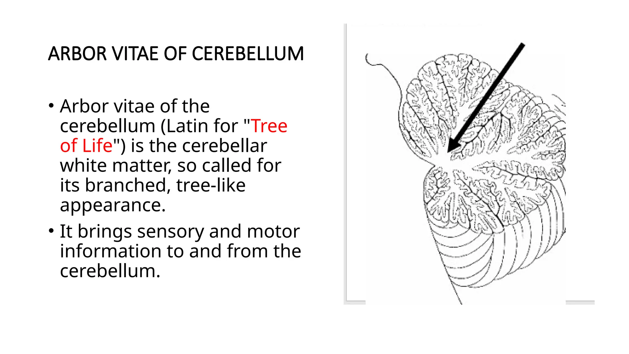 ARBOR VITAE OF CEREBELLUM
• Arbor vitae of the
cerebellum (Latin for "Tree
of Life") is the cerebellar
white matter, so called for
its branched, tree-like
appearance.
• It brings sensory and motor
information to and from the
cerebellum.
 