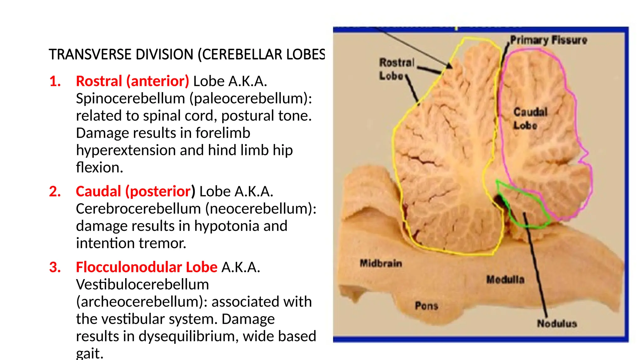 TRANSVERSE DIVISION (CEREBELLAR LOBES)
1. Rostral (anterior) Lobe A.K.A.
Spinocerebellum (paleocerebellum):
related to spinal cord, postural tone.
Damage results in forelimb
hyperextension and hind limb hip
flexion.
2. Caudal (posterior) Lobe A.K.A.
Cerebrocerebellum (neocerebellum):
damage results in hypotonia and
intention tremor.
3. Flocculonodular Lobe A.K.A.
Vestibulocerebellum
(archeocerebellum): associated with
the vestibular system. Damage
results in dysequilibrium, wide based
gait.
 