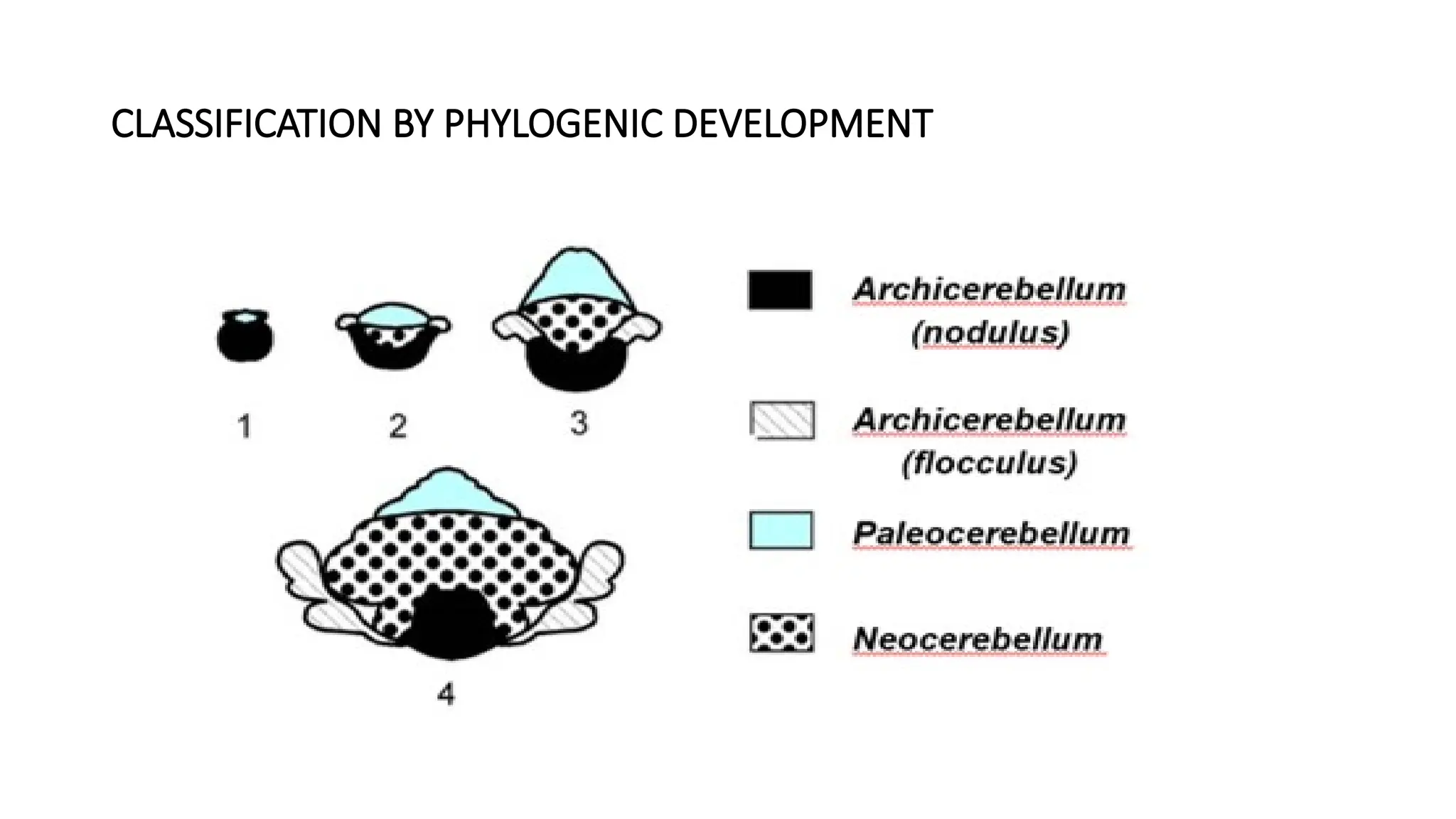 CLASSIFICATION BY PHYLOGENIC DEVELOPMENT
 