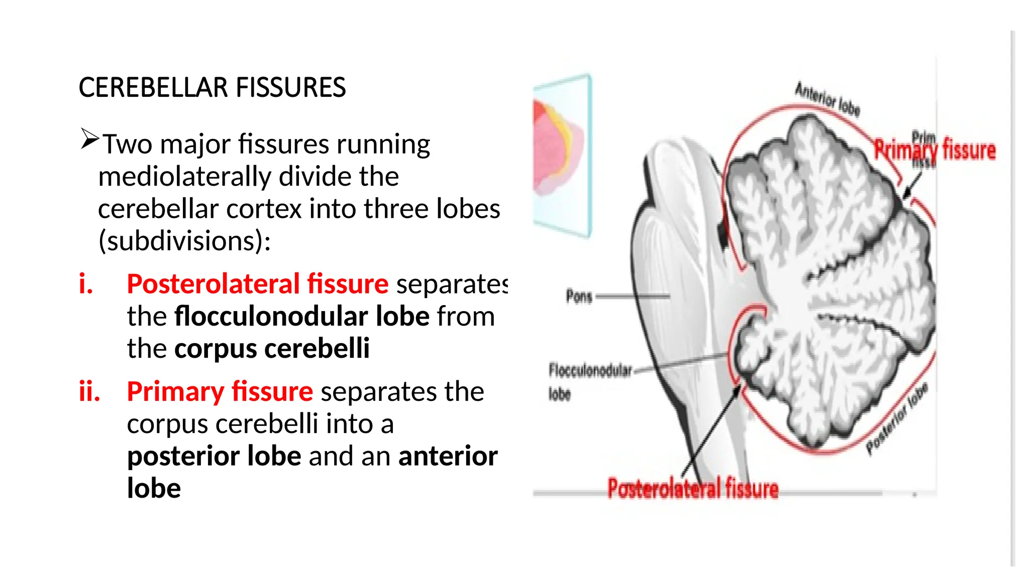 CEREBELLAR FISSURES
Two major fissures running
mediolaterally divide the
cerebellar cortex into three lobes
(subdivisions):
i. Posterolateral fissure separates
the flocculonodular lobe from
the corpus cerebelli
ii. Primary fissure separates the
corpus cerebelli into a
posterior lobe and an anterior
lobe
 