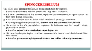 This is also called paleocerebellum, as it is intermediate in development.
1. It consists of the vermis and the paravermal regions of cerebellum.
2. It is called spinocerebellum, as it receives proprioceptive and other sensory inputs from all the
body parts through spinal cord.
3. It also receives inputs from the motor cortex, where motor planning is carried out.
• By comparing plan with performance, it smoothens and coordinates movement.
4. The vermal portion of spinocerebellum projects to the brainstem areas that control axial and
proximal limb muscles.
• Therefore, vermal spinocerebellum controls posture.
5. The paravermal region of spinocerebellum projects to the brainstem nuclei that influence distal
limb muscles.
• Therefore, paravermal spinocerebellum controls skilled voluntary movements.
SPINOCEREBELLUM
 