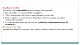 Cerebrocerebellum
This is also called neocerebellum, as it is newest phylogenetically.
1. It consists of the two main cerebellar hemispheres.
2. This is called cerebrocerebellum for its connections with the cortex.
3. Cortex projects to neocerebellum via the pontine nuclei; hence, this is also called
corticopontocerebellum.
4. As it interacts with the cortex, it is involved in planning and programming of the
movements.
Functional Histology
Cerebellum is divided into the outer cortex and the inner part containing deep cerebellar nuclei.
 