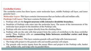 Cerebellar Cortex
The cerebellar cortex has three layers: outer molecular layer, middle Purkinje cell layer, and inner
granular layer .
Molecular Layer: This layer contains interneurons that are basket cells and stellate cells.
Purkinje Cell Layer: This layer contains Purkinje cells.
1. Purkinje cells are the largest neurons with extensive dendritic branches.
2. Dendrites of Purkinje cells enter into the molecular layer. The axons of the interneurons of the
molecular layer project to the dendrites of the Purkinje cells.
3. Purkinje cells also receive inputs directly from the climbing fibers.
4. Purkinje cells are the only cells that project form the cortex of cerebellum to the deep cerebellar
nuclei. Thus, Purkinje cells are connecting links between cerebellar cortex and deep
cerebellar nuclei.
Granular Cell Layer: This layer contains granule cells and Golgi cells (interneurons).
1. The Golgi cells project to the granule cells and modify granular cell output.
2. The granule cells receive inputs from the mossy fibers and project to the Purkinje cells, basket
cells, stellate cells, and Golgi cells via parallel fibers.
 