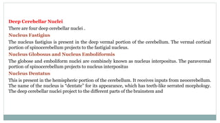 Deep Cerebellar Nuclei
There are four deep cerebellar nuclei .
Nucleus Fastigius
The nucleus fastigius is present in the deep vermal portion of the cerebellum. The vermal cortical
portion of spinocerebellum projects to the fastigial nucleus.
Nucleus Globosus and Nucleus Emboliformis
The globose and emboliform nuclei are combinely known as nucleus interpositus. The paravermal
portion of spinocerebellum projects to nucleus interpositus
Nucleus Dentatus
This is present in the hemispheric portion of the cerebellum. It receives inputs from neocerebellum.
The name of the nucleus is “dentate” for its appearance, which has teeth-like serrated morphology.
The deep cerebellar nuclei project to the different parts of the brainstem and
 