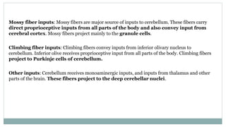 Mossy fiber inputs: Mossy fibers are major source of inputs to cerebellum. These fibers carry
direct proprioceptive inputs from all parts of the body and also convey input from
cerebral cortex. Mossy fibers project mainly to the granule cells.
Climbing fiber inputs: Climbing fibers convey inputs from inferior olivary nucleus to
cerebellum. Inferior olive receives proprioceptive input from all parts of the body. Climbing fibers
project to Purkinje cells of cerebellum.
Other inputs: Cerebellum receives monoaminergic inputs, and inputs from thalamus and other
parts of the brain. These fibers project to the deep cerebellar nuclei.
 