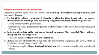 Internal Connections of Cerebellum
Cerebellum receives inputs from two sources: the climbing fibers (from olivary nucleus) and
the mossy fibers.
1. The Purkinje cells are stimulated directly by climbing fiber input, whereas mossy
fibers stimulate Purkinje cells indirectly via granule cell-parallel fiber pathways.
• Mossy fibers project to granule cells.
• Granule cells via its parallel fibers provide excitatory input to the basket and stellate cells, and
Purkinje cells.
2. Basket and stellate cells that are activated by mossy fiber parallel fiber pathway
finally inhibit Purkinje cells.
• This is an example of feed-forward inhibition.
3. Granule cell also stimulates the Golgi cells (the interneurons in granular cell layer), which in
turn inhibit the activity of granule cells.
• This is an example of local feedback inhibition and is meant to regulate the granule cell
output.
 