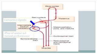 •Plan of motor act
•Actual performance
Corrective signals
 