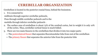 Cerebellum is located in the posterior cranial fossa, behind the brainstem.
1. It is connected to
midbrain through superior cerebellar peduncle,
Pons through middle cerebellar peduncle and to the
medulla through inferior cerebellar peduncle .
2. The surface area of cerebellum is about 75% of the cerebral cortex, but in weight it is only 10%
of the cortex. Thus, cerebellar cortical tissue is much folded.
3. There are two main fissures in the cerebellum that divides it into two major parts:
• The posterolateral fissure that separates flocculonodular lobe from rest of the cerebellum
• The primary fissure that separates the anterior lobe from the posterior lobe
CEREBELLAR ORGANIZATION
 