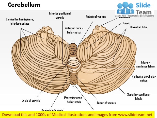 Cerebellum medical images for power point