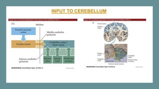 INPUT TO CEREBELLUM
 