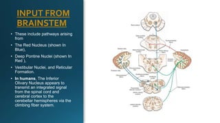 INPUT FROM
BRAINSTEM
• These include pathways arising
from
• The Red Nucleus (shown In
Blue),
• Deep Pontine Nuclei (shown In
Red ),
• Vestibular Nuclei, and Reticular
Formation.
• In humans, The Inferior
Olivary Nucleus appears to
transmit an integrated signal
from the spinal cord and
cerebral cortex to the
cerebellar hemispheres via the
climbing fiber system.
 