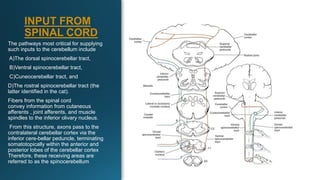 The pathways most critical for supplying
such inputs to the cerebellum include
A)The dorsal spinocerebellar tract,
B)Ventral spinocerebellar tract,
C)Cuneocerebellar tract, and
D)The rostral spinocerebellar tract (the
latter identified in the cat).
Fibers from the spinal cord
convey information from cutaneous
afferents , joint afferents, and muscle
spindles to the inferior olivary nucleus.
From this structure, axons pass to the
contralateral cerebellar cortex via the
inferior cere-bellar peduncle, terminating
somatotopically within the anterior and
posterior lobes of the cerebellar cortex
Therefore, these receiving areas are
referred to as the spinocerebellum
INPUT FROM
SPINAL CORD
 