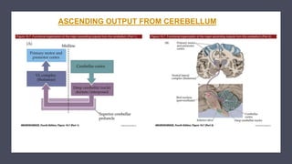 ASCENDING OUTPUT FROM CEREBELLUM
 