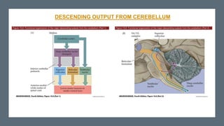 DESCENDING OUTPUT FROM CEREBELLUM
 