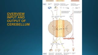 OVERVIEW
INPUT AND
OUTPUT OF
CEREBELLUM
 