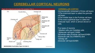 CEREBELLAR CORTEX
microscopically composed of three cell layers
1)The innermost layer is called the granular
cell layer.
2)The middle layer is the Purkinje cell layer,
3)The most superficial layer is called the
molecular layer, which is almost devoid of
cells.
Five types of neurons
1)Basket cells and 2)stellate cells
( Molecular cell layer) GABA
3)Purkinje cells (Purkinje cell layer)GABA
4)Granule cell( GLUTAMATE) and
5)Golgi cell
(Granular cell layer)GABA
CEREBELLAR CORTICAL NEURONS
 
