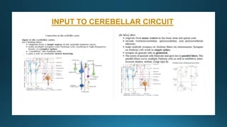 INPUT TO CEREBELLAR CIRCUIT
 