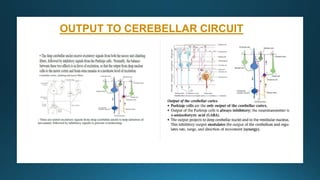 OUTPUT TO CEREBELLAR CIRCUIT
 