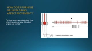 HOW DOES PURKINJE
NEURON FIRING
AFFECT MOVEMENT ?
Purkinje neurons are inhibitory thus
when they slow or stop firing their
targets are excited.
 