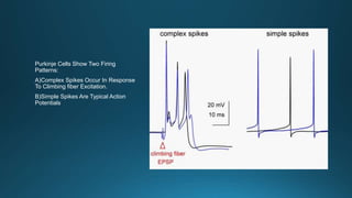 Purkinje Cells Show Two Firing
Patterns:
A)Complex Spikes Occur In Response
To Climbing fiber Excitation.
B)Simple Spikes Are Typical Action
Potentials
 