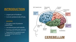 INTRODUCTION
LOCATION
CEREBELLUM
 