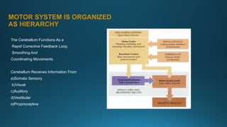MOTOR SYSTEM IS ORGANIZED
AS HIERARCHY
The Cerebellum Functions As a
Rapid Corrective Feedback Loop,
Smoothing And
Coordinating Movements.
Cerebellum Receives Information From
a)Somato Sensory
b)Visual
c)Auditory
d)Vestibular
e)Proprioceptive
 