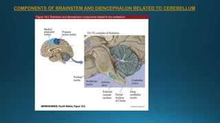 COMPONENTS OF BRAINSTEM AND DIENCEPHALON RELATED TO CEREBELLUM
 