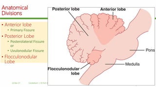 Anatomical
Divisions
• Anterior lobe
• Primary Fissure
• Posterior Lobe
• Posterolateral Fissure
or
• Uvulonodular Fissure
• Flocculonodular
Lobe
12-Dec-17 Cerebellum | © Prof. Dr. Rashid Mahmood
 