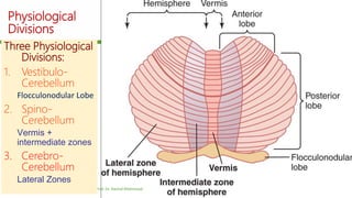 Physiological
Divisions
Contd….12-Dec-17 Cerebellum | © Prof. Dr. Rashid Mahmood
Three Physiological
Divisions:
1. Vestibulo-
Cerebellum
Flocculonodular Lobe
2. Spino-
Cerebellum
Vermis +
intermediate zones
3. Cerebro-
Cerebellum
Lateral Zones
 