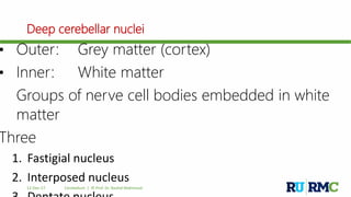 Deep cerebellar nuclei
12-Dec-17 Cerebellum | © Prof. Dr. Rashid Mahmood
• Outer: Grey matter (cortex)
• Inner: White matter
Groups of nerve cell bodies embedded in white
matter
Three
1. Fastigial nucleus
2. Interposed nucleus
 
