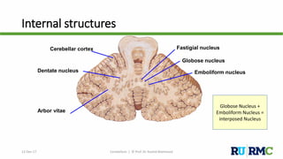 Internal structures
Cerebellar cortex
Dentate nucleus
Fastigial nucleus
Globose nucleus
Emboliform nucleus
Arbor vitae
12-Dec-17 Cerebellum | © Prof. Dr. Rashid Mahmood
Globose Nucleus +
Emboliform Nucleus =
interposed Nucleus
 