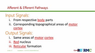 Afferent & Efferent Pathways
Input Signals:
i. From respective body parts
ii. Corresponding topographical areas of motor
cortex
Output Signals:
i. Same areas of motor cortex
ii. Red nucleus
iii. Reticular formation
Contd….12-Dec-17 Cerebellum | © Prof. Dr. Rashid Mahmood
 