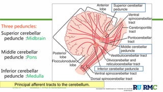 Downloaded from: StudentConsult (on 17 December 2012 04:46 AM)
© 2005 Elsevier
Three peduncles:
Superior cerebellar
peduncle :Midbrain
Middle cerebellar
peduncle :Pons
Inferior cerebellar
peduncle :Medulla
Principal afferent tracts to the cerebellum.
12-Dec-17 Cerebellum | © Prof. Dr. Rashid Mahmood
 