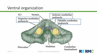 Ventral organization
12-Dec-17 Cerebellum | © Prof. Dr. Rashid Mahmood
 