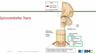 Spinocerebellar Tracts
12-Dec-17 Cerebellum | © Prof. Dr. Rashid Mahmood
 