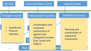 12-Dec-17 Cerebellum | © Prof. Dr. Rashid Mahmood
Vermis Intermediate Zone Lateral Zone
Fastigial nuclei
Medulla & Pons
Interposed nucleus
Thalamus
Cerebral cortexBasal Ganglia
Red nucleus & reticular formation
Dentate nucleus
• Equilibrium
• Postural
attitudes
Coordination and
reciprocal
contractions of
agonist and
antagonist muscles
(esp. hands and
fingers)
Planning and
coordination of
sequential
movements
 