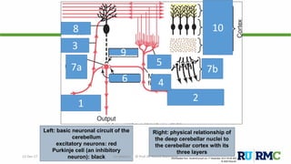 Left: basic neuronal circuit of the
cerebellum
excitatory neurons: red
Purkinje cell (an inhibitory
neuron): black Downloaded from: StudentConsult (on 17 December 2012 04:46 AM)
© 2005 Elsevier
Right: physical relationship of
the deep cerebellar nuclei to
the cerebellar cortex with its
three layers
12-Dec-17 Cerebellum | © Prof. Dr. Rashid Mahmood
1
2
3
6
5
4
7a 7b
8
9
10
 
