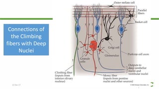12-Dec-17 Cerebellum | © Prof. Dr. Rashid Mahmood
Connections of
the Climbing
fibers with Deep
Nuclei
 