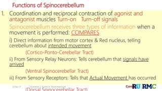 Functions of Spinocerebellum
1. Coordination and reciprocal contraction of agonist and
antagonist muscles Turn-on Turn-off signals
Spinocerebellum receives three types of information when a
movement is performed: COMPARES
i) Direct information from motor cortex & Red nucleus, telling
cerebellum about intended movement
(Cortico-Ponto-Cerebellar Tract)
ii) From Sensory Relay Neurons: Tells cerebellum that signals have
arrived
(Ventral Spinocerebellar Tract)
iii) From Sensory Receptors: Tells that Actual Movement has occurred
Contd….12-Dec-17 Cerebellum | © Prof. Dr. Rashid Mahmood
 