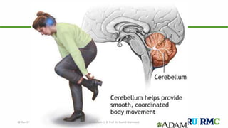 12-Dec-17 Cerebellum | © Prof. Dr. Rashid Mahmood
 