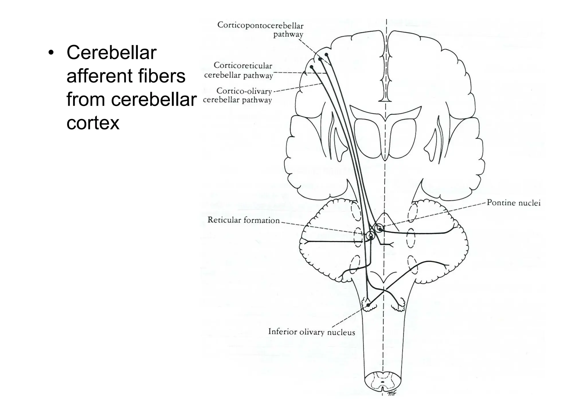 • Cerebellar
afferent fibers
from cerebellar
cortex
 